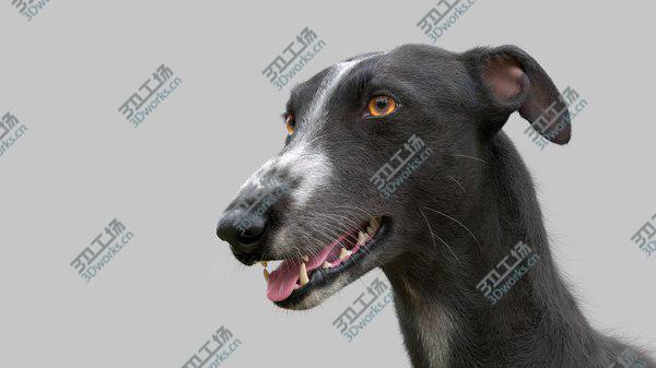 images/goods_img/20210312/3D model Greyhound (3) (Fur)/3.jpg